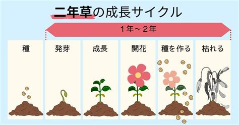 多年生草花種類|多年草とは？一年草や宿根草との違い、育てやすい花。